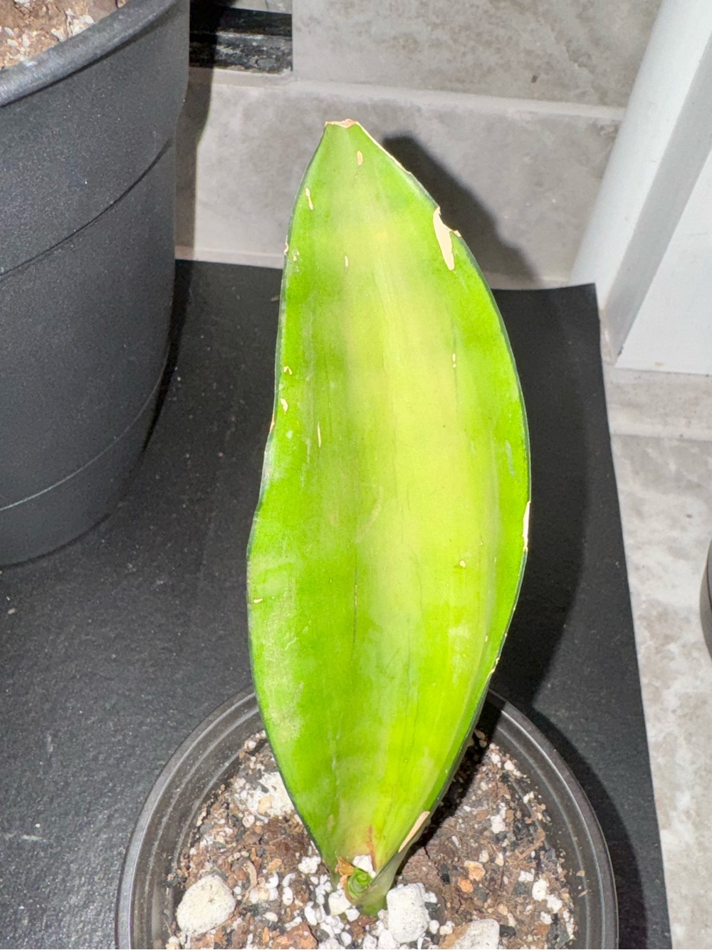 Moonshine Sansevieria